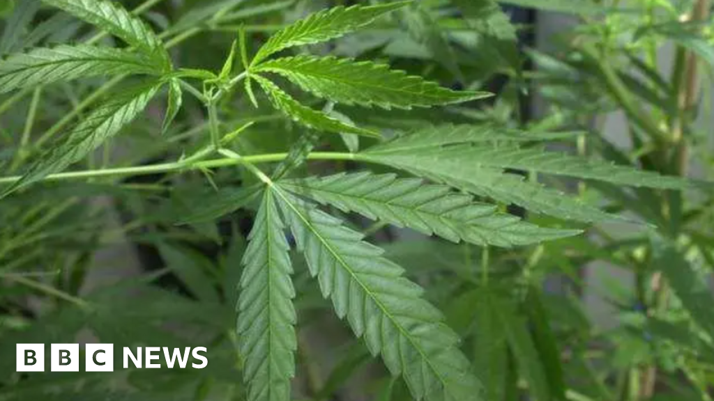 Work under way to reclass chemical found in cannabis