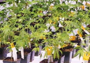 Aurora Cannabis confirms AI-generated news reports of $215M deal and new partnership are 'entirely false'