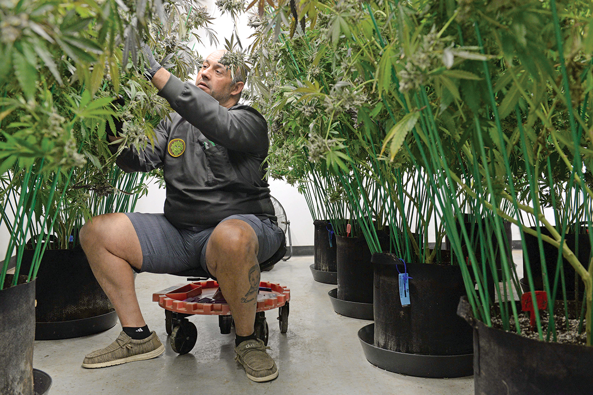 Buzz kill? As R.I. prepares to expand cannabis licenses, sector’s future is hazy