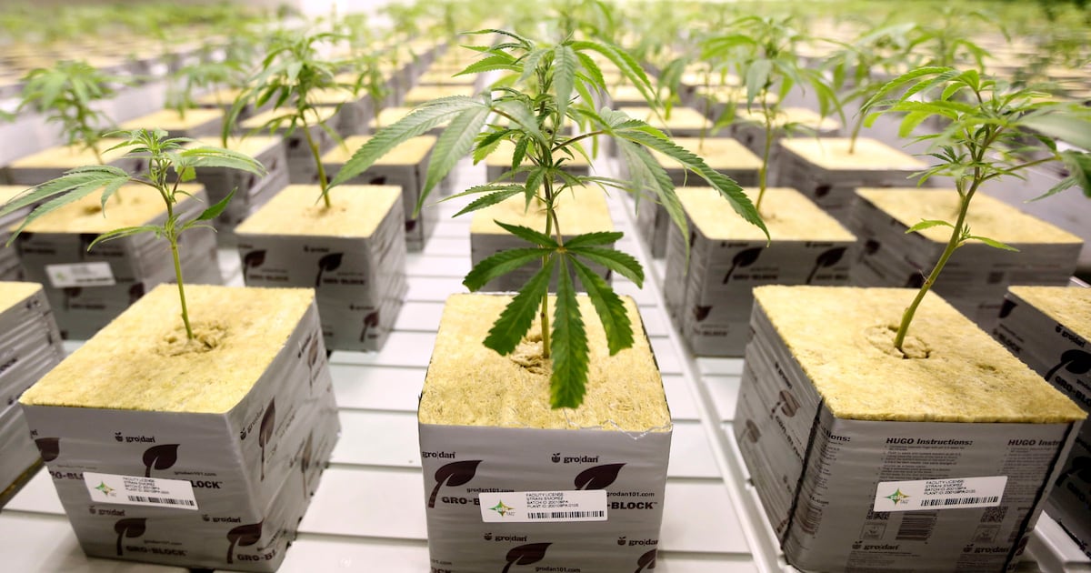 Is marijuana use legal in Utah? – Deseret News