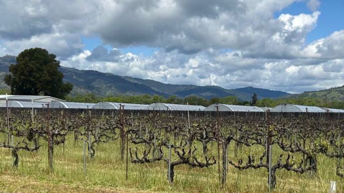 How to tell if a cannabis grow in Mendocino County is licensed