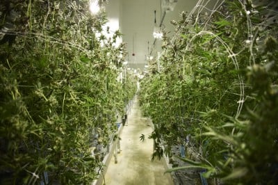 The Business of Cannabis | Newswise