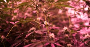 Texas THC industry welcomes more regulations over ban