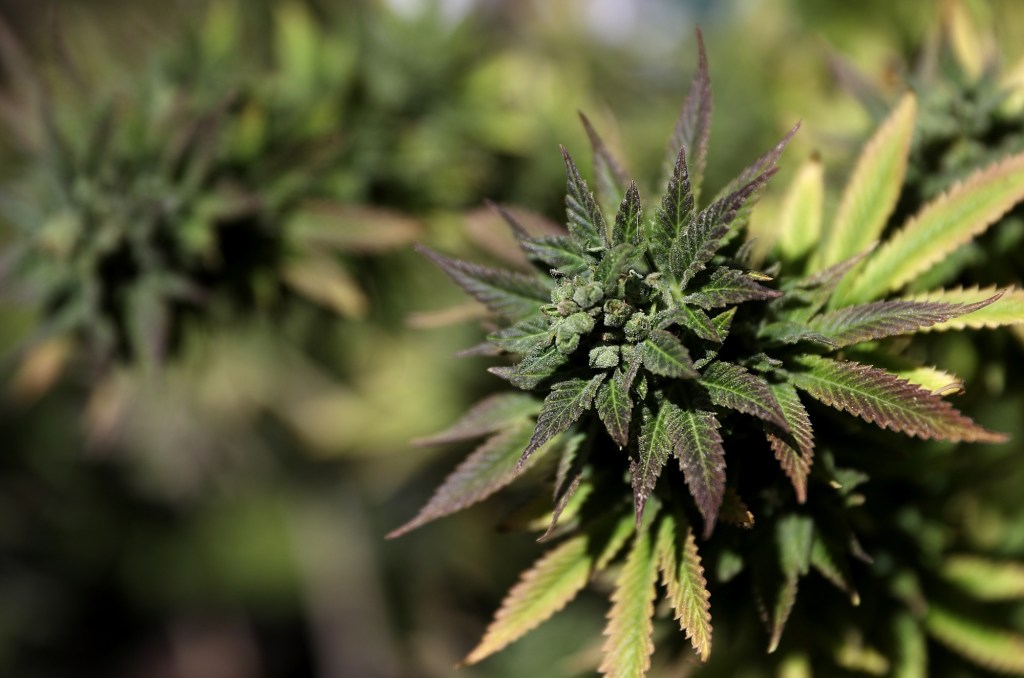 Cannabis for Conservation introduces new watershed restoration project – Times-Standard