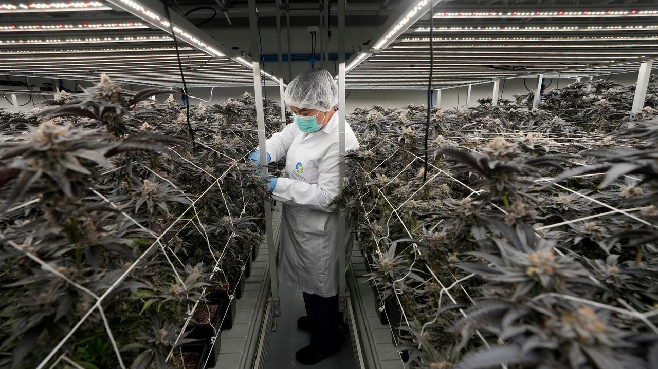 Thailand takes further step to tighten control on sales of cannabis