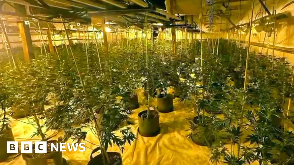 Leicestershire Police reveal inside of large cannabis farm in Burbage