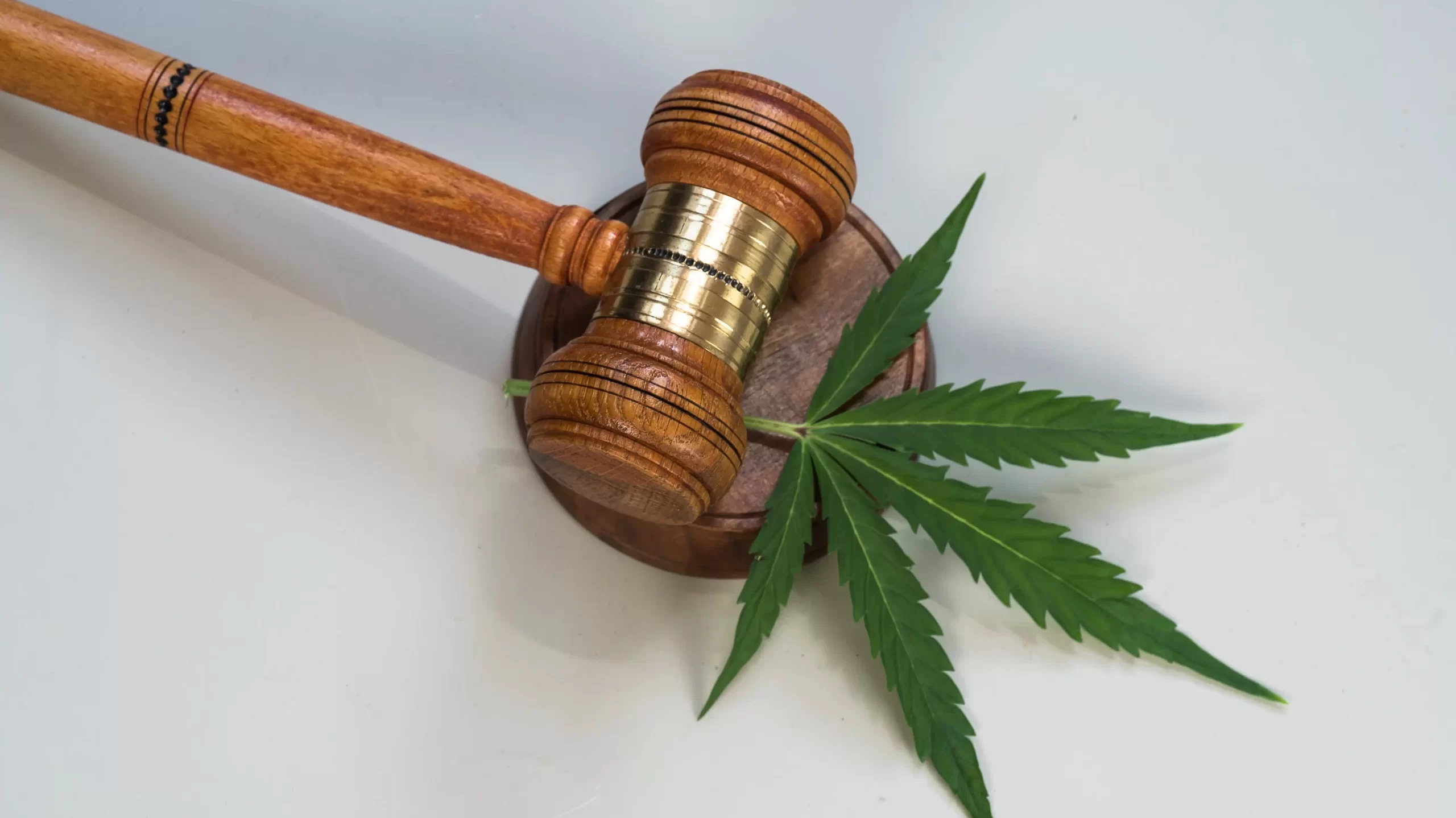 Cannabis Coalition warns of increased law enforcement crackdowns as HB445 takes effect