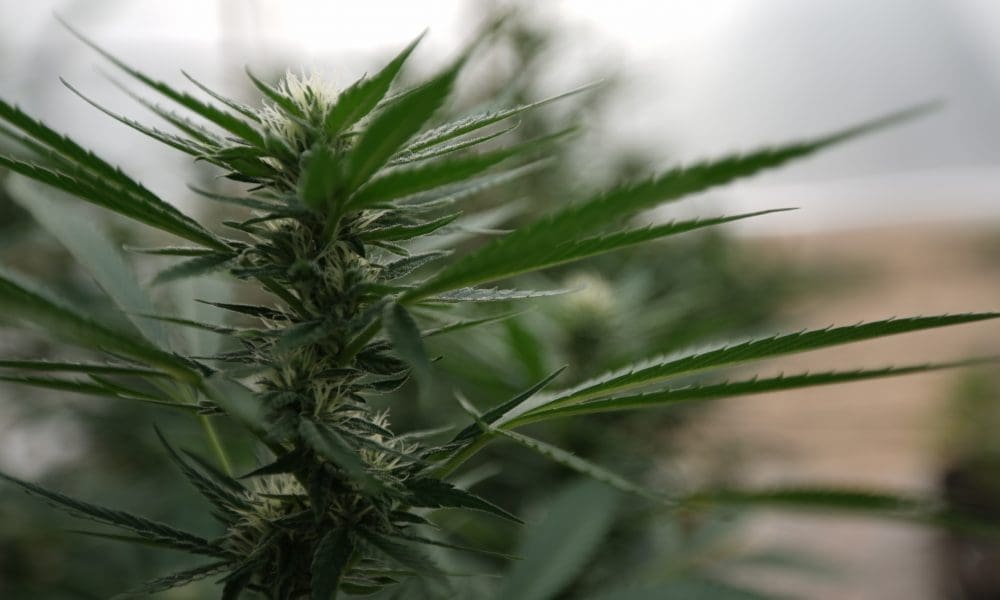 House bill would "destroy" hemp industry, GOP senator says (Newsletter: July 1, 2025)