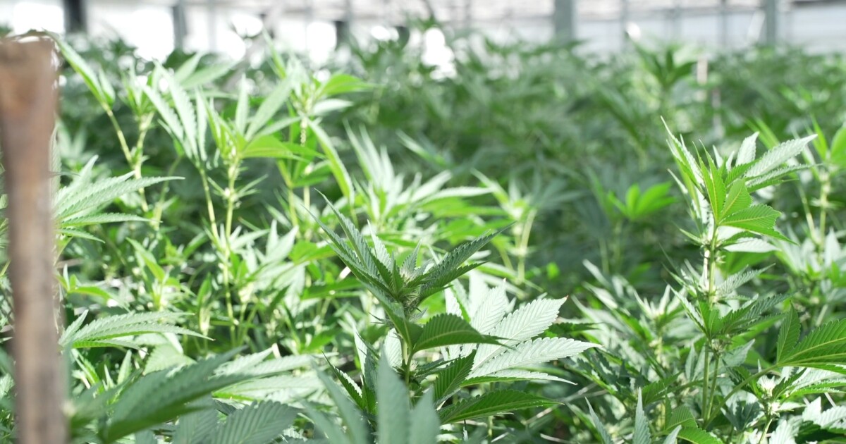Applications open for a potential third cannabis storefront in San Luis Obispo