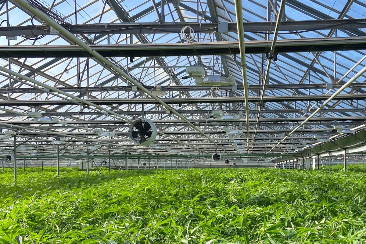 Cannabis Isn’t Bringing In the Green in Santa Barbara County