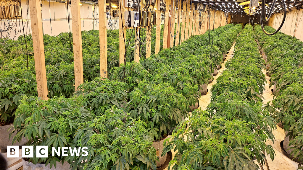 Two charged after estimated £1.4m cannabis plants seized