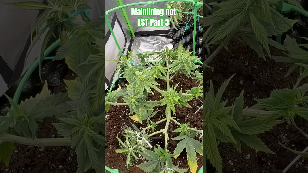 Mainlining  + Topping part 3 #weed #cannabiseducation  #shorts  #dope  #viralvideo  #grow