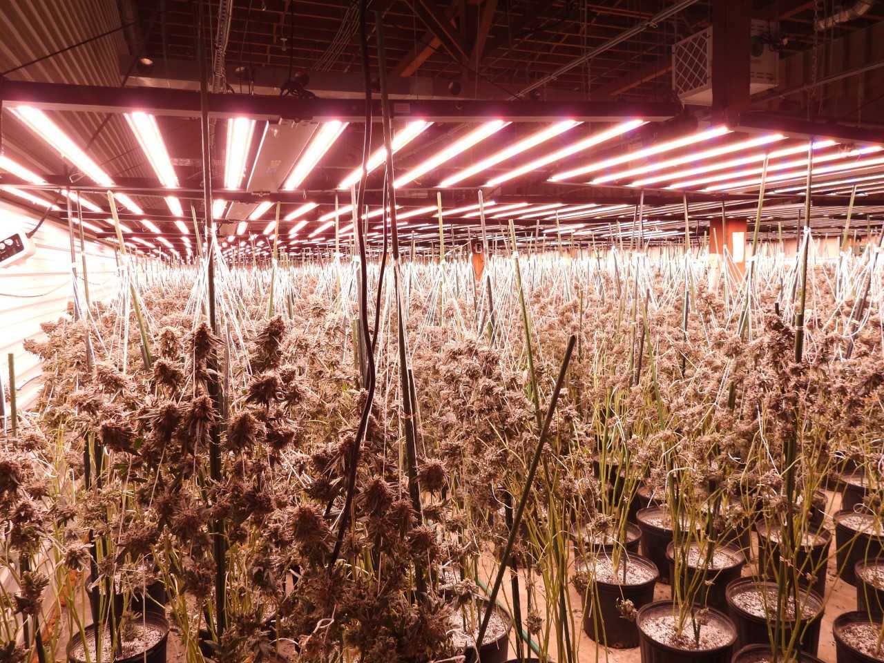 Over $25-million worth of cannabis plants seized in Chatham-Kent