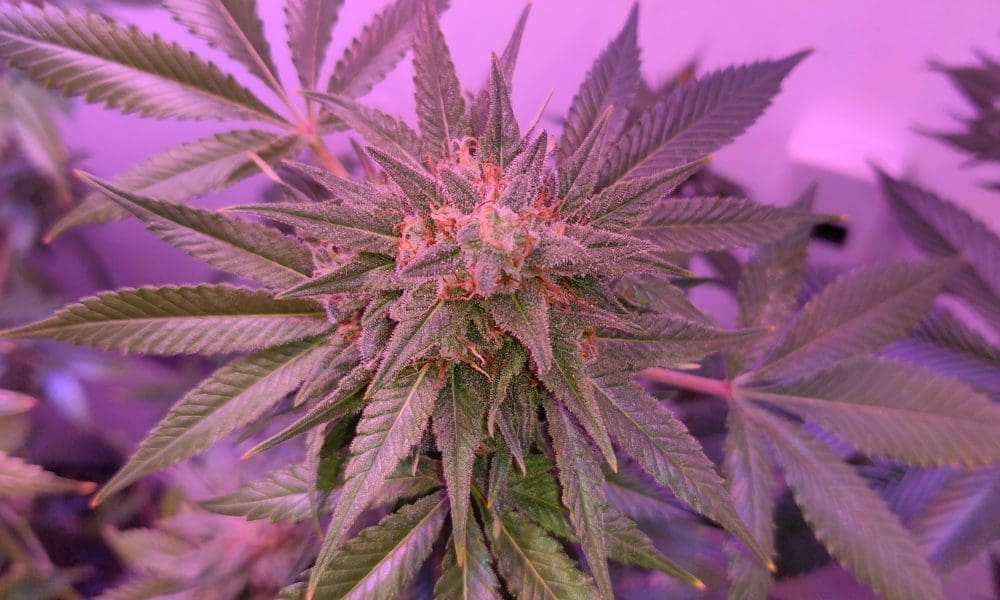 Marijuana Use Is Tied To 'Significantly Higher Sexual Desire And Arousal,' New Study Shows