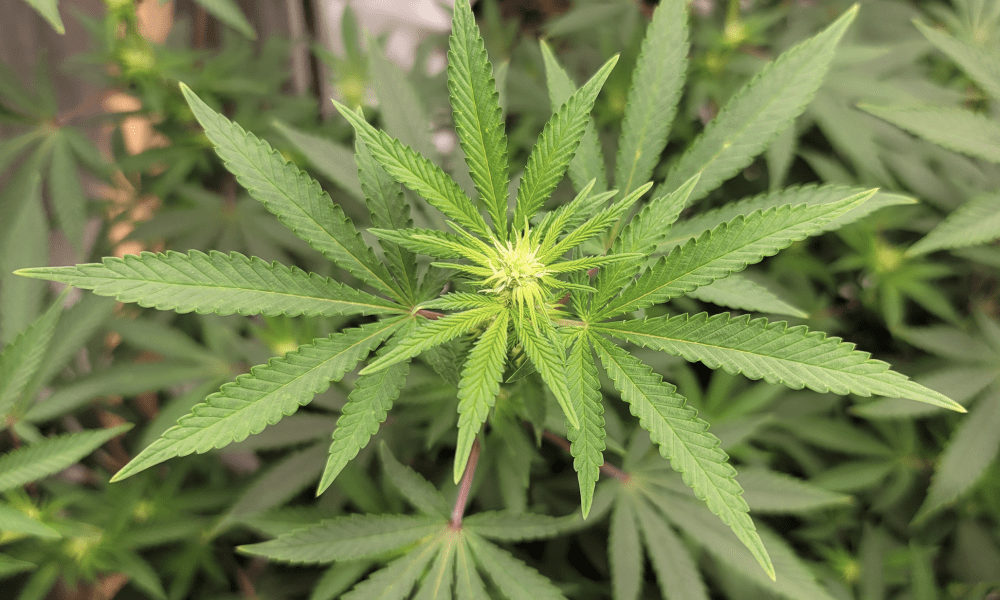 Rhode Island Marijuana Regulators Seeking Applications For New Dispensary In State's Northern Region