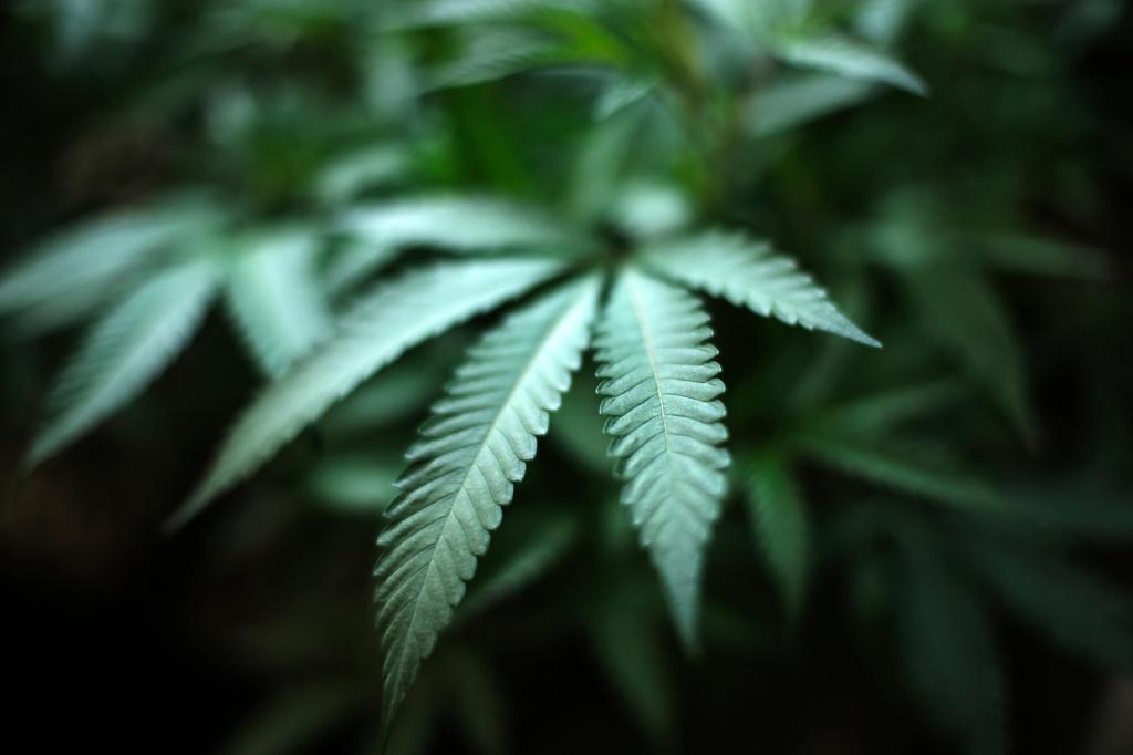 Suspended cannabis testing lab has appealed and will sue, owner says