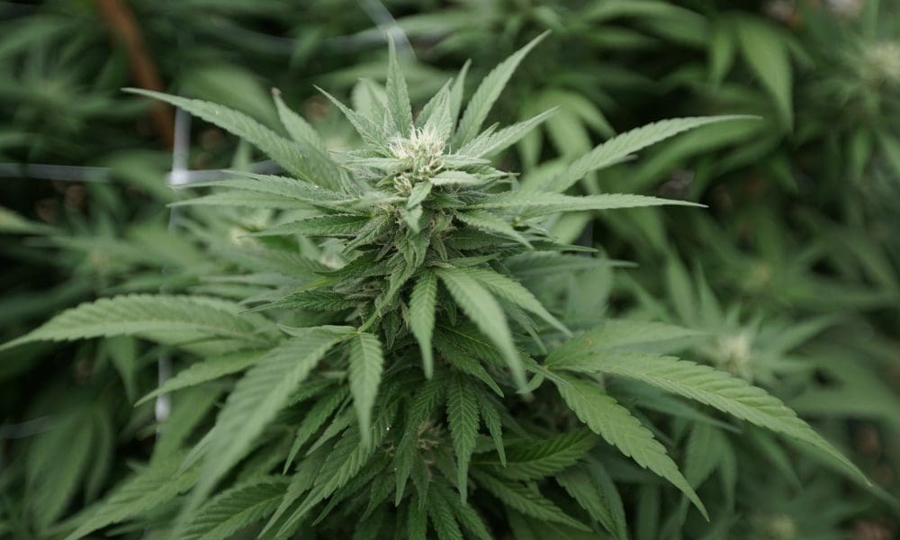 Cannabis banking will move "hopefully sooner than later," senator says (Newsletter: July 7, 2025)