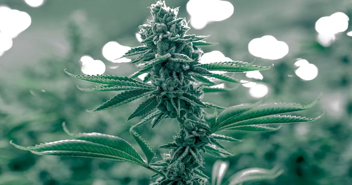 Cannabis Use In California Post-Proposition 64