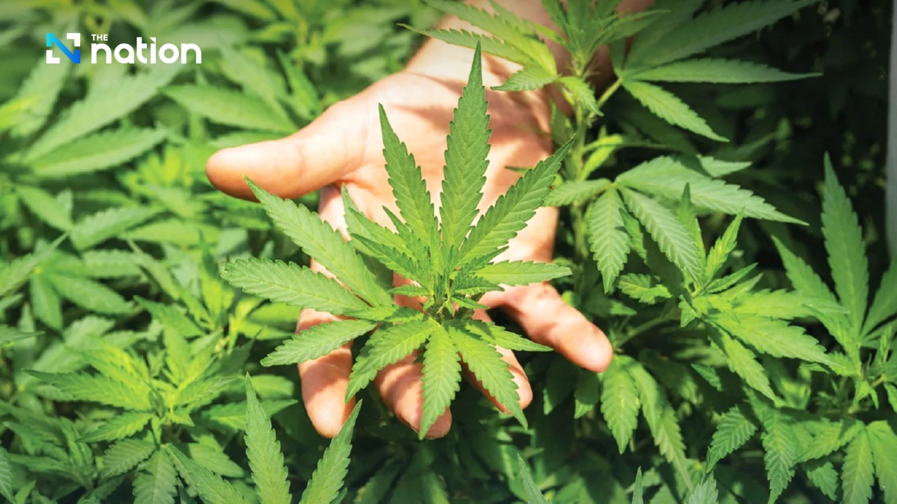 First test of "Cannabis Prescription" system today!