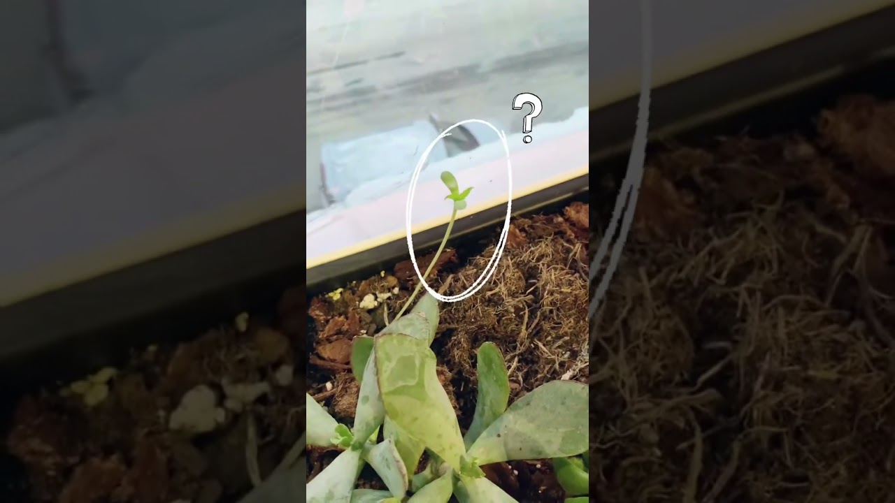 The PLANT PRANK I never expected... 😅 #guerrillagardening#plantscaping#cannabis#seedling