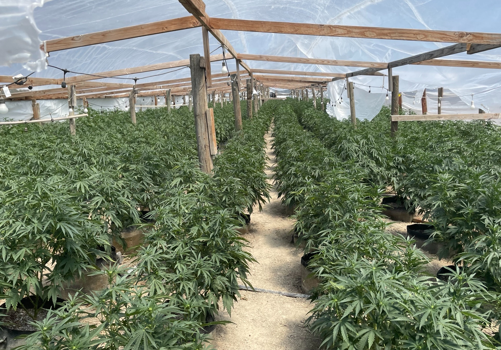 California Seizes $476 Million in Illegal Cannabis