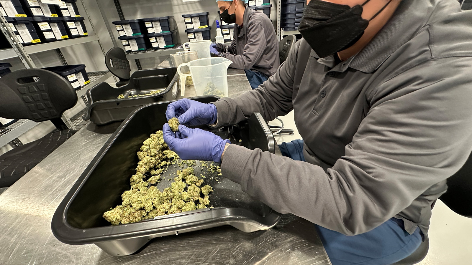 CT Cannabis Producers Expect More Challenges Due To State Regulation