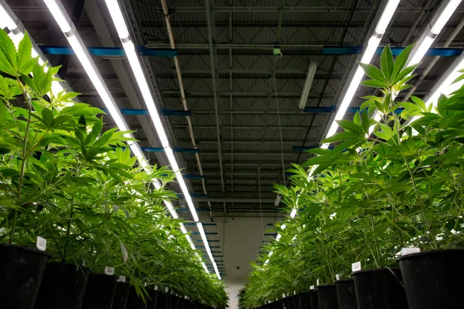 Canadian cannabis firm terminates CFO ‘without cause’
