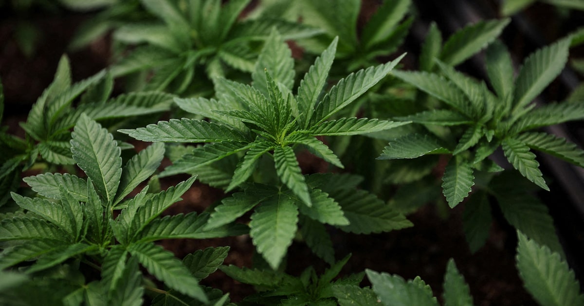 Big Cannabis puts its growth hopes in dud buds