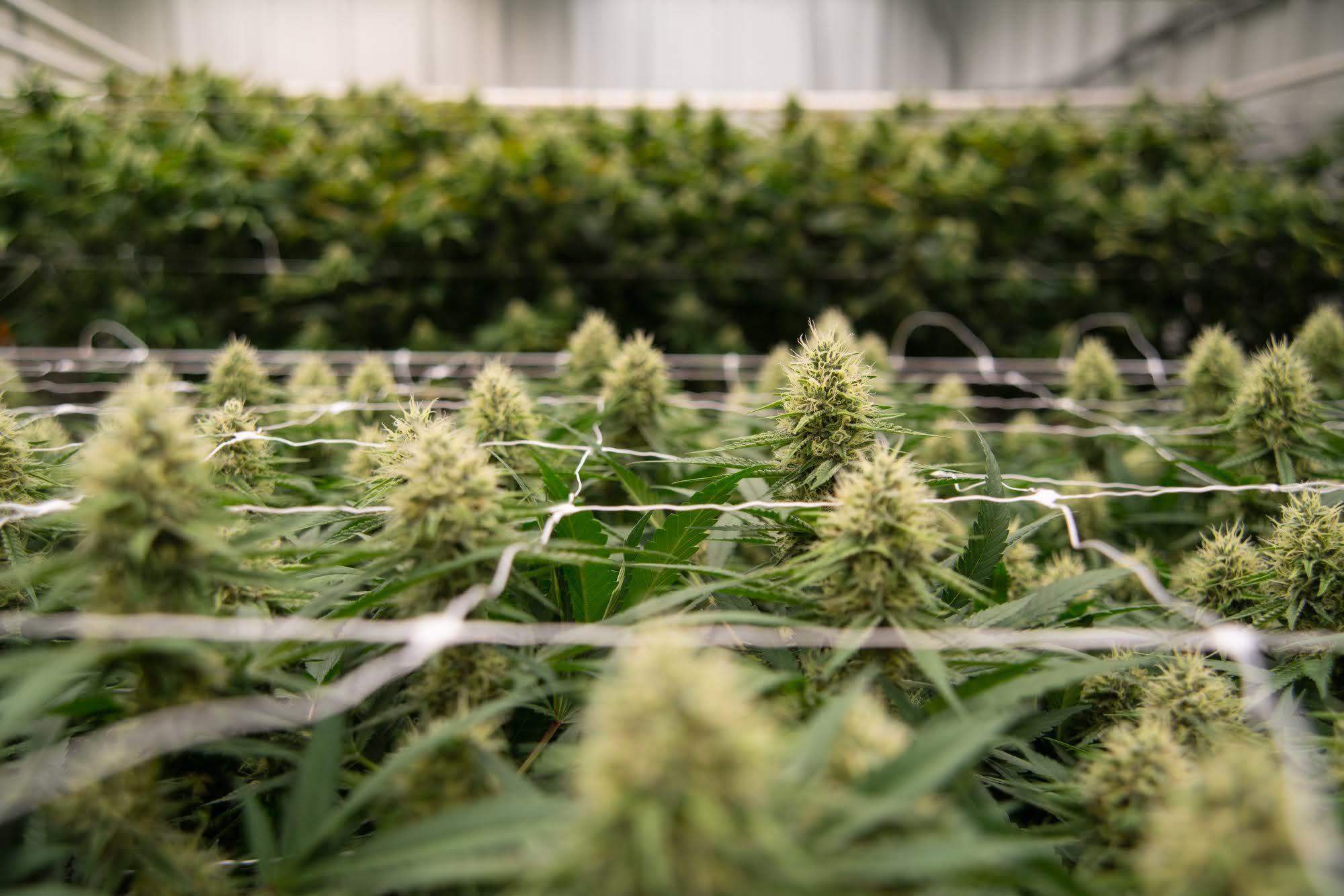 Nevada schools received $700M from cannabis since 2018. It’s still a drop in the bucket.