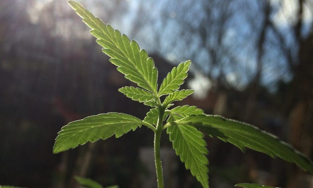 Massachusetts's Social Equity Cannabis Program Is Back On Track After A Year On Pause