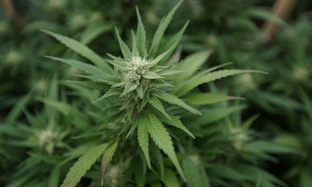 Federal Agency Cancels Marijuana Production Deal With University Of Mississippi, Ending Partnership That Lasted Half A Century