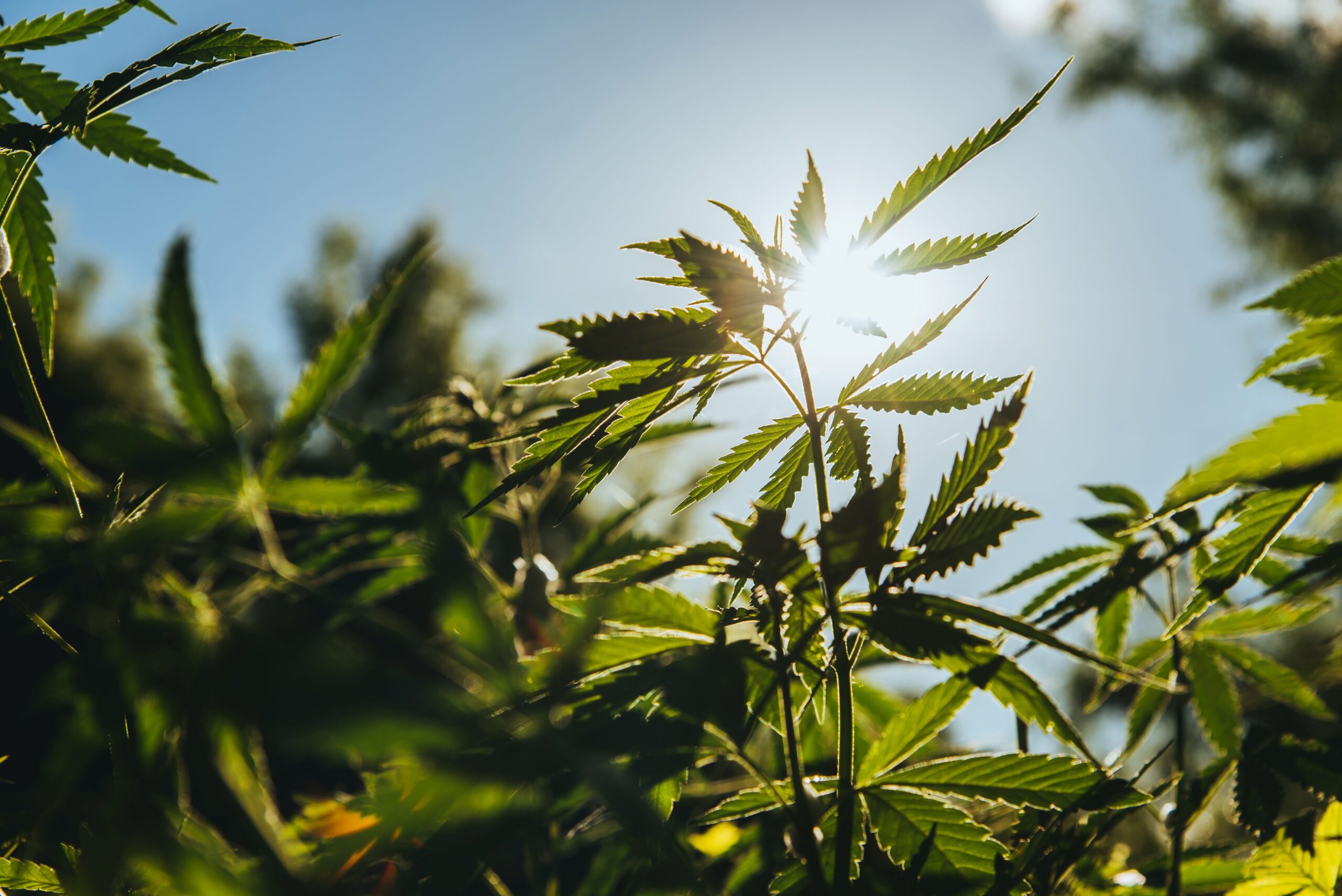 Adult-Use and Medical Cannabis Legalized by Omaha Tribe of Nebraska