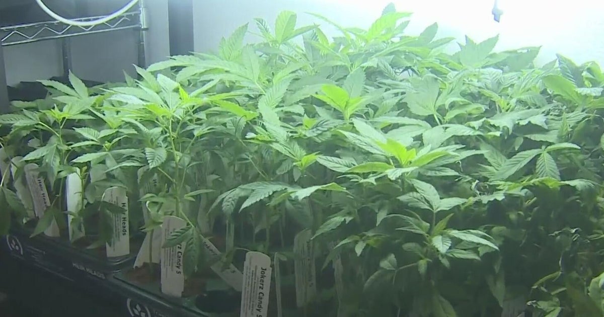 California State Fair exhibit encourages homegrown cannabis