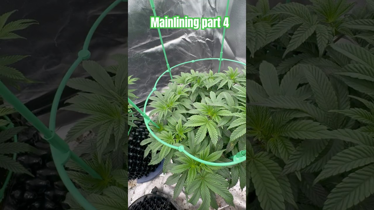 Mainlining + Topping part 4 #weed #grow #dope #viralvideo  #shorts