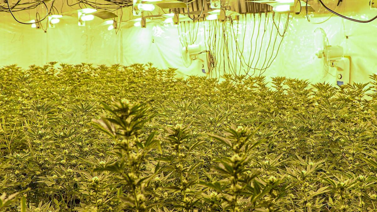 Men charged after cannabis farm uncovered