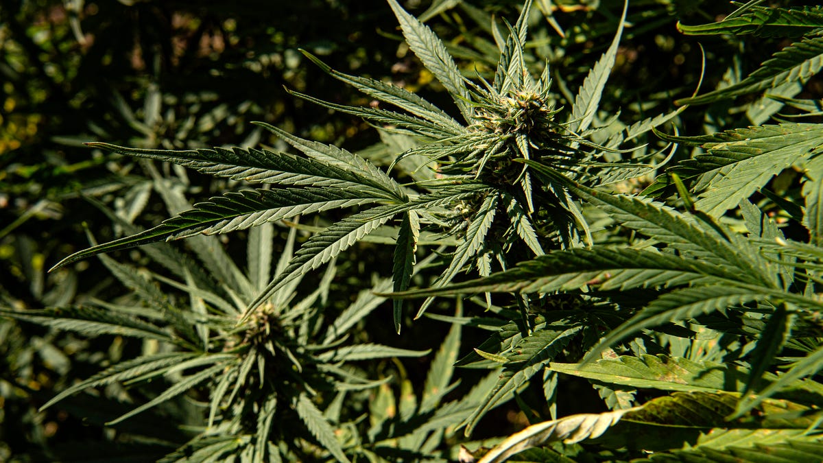 Where to buy, who can purchase, what to know