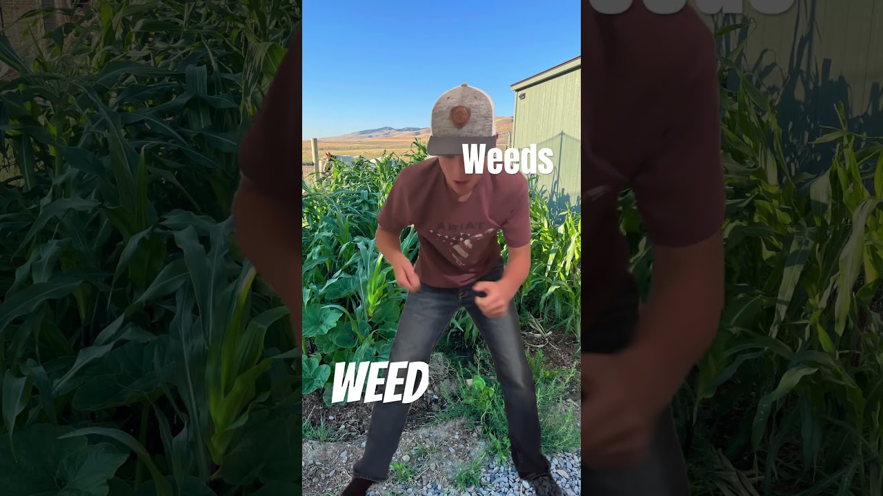 Whenever I weed the garden #funny #gardening