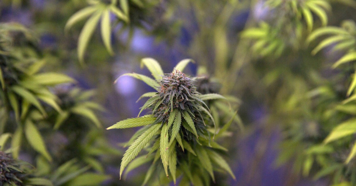 North Texas cannabis industry looks toward special session after Gov. Abbott vetoed THC ban