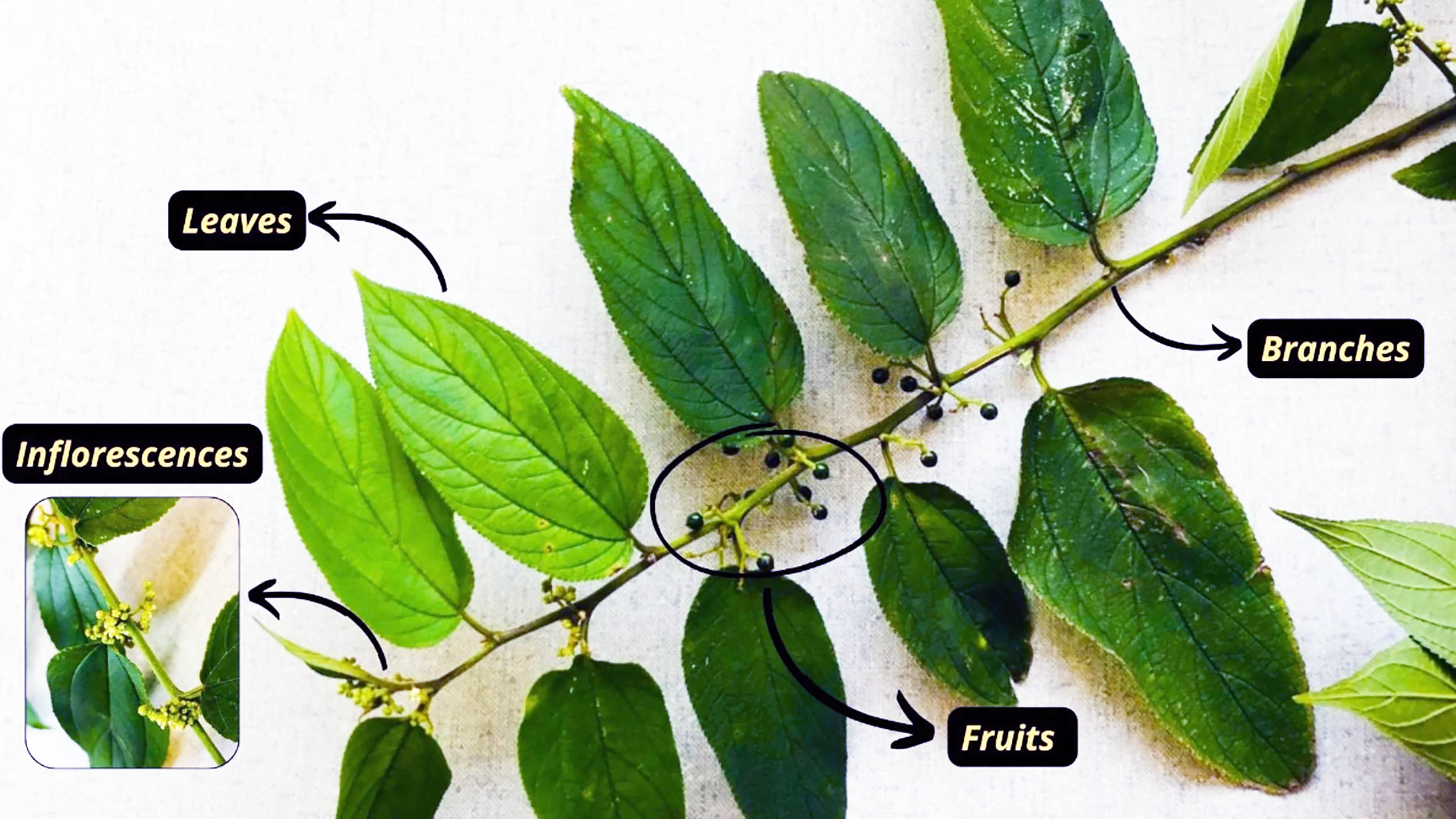 Parts of the plant Trema micranthum (L.) Blume: leaves, inflorescences, fruits, and branches. Credit: Scientific Reports