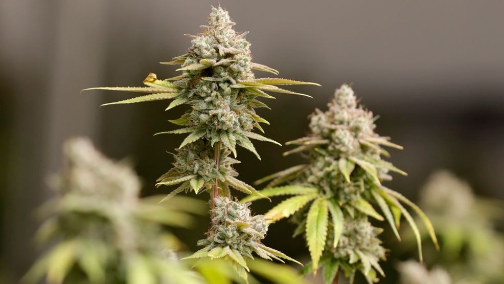 Can cannabis impact aging? Study shows marijuana could alter 'genetic code'