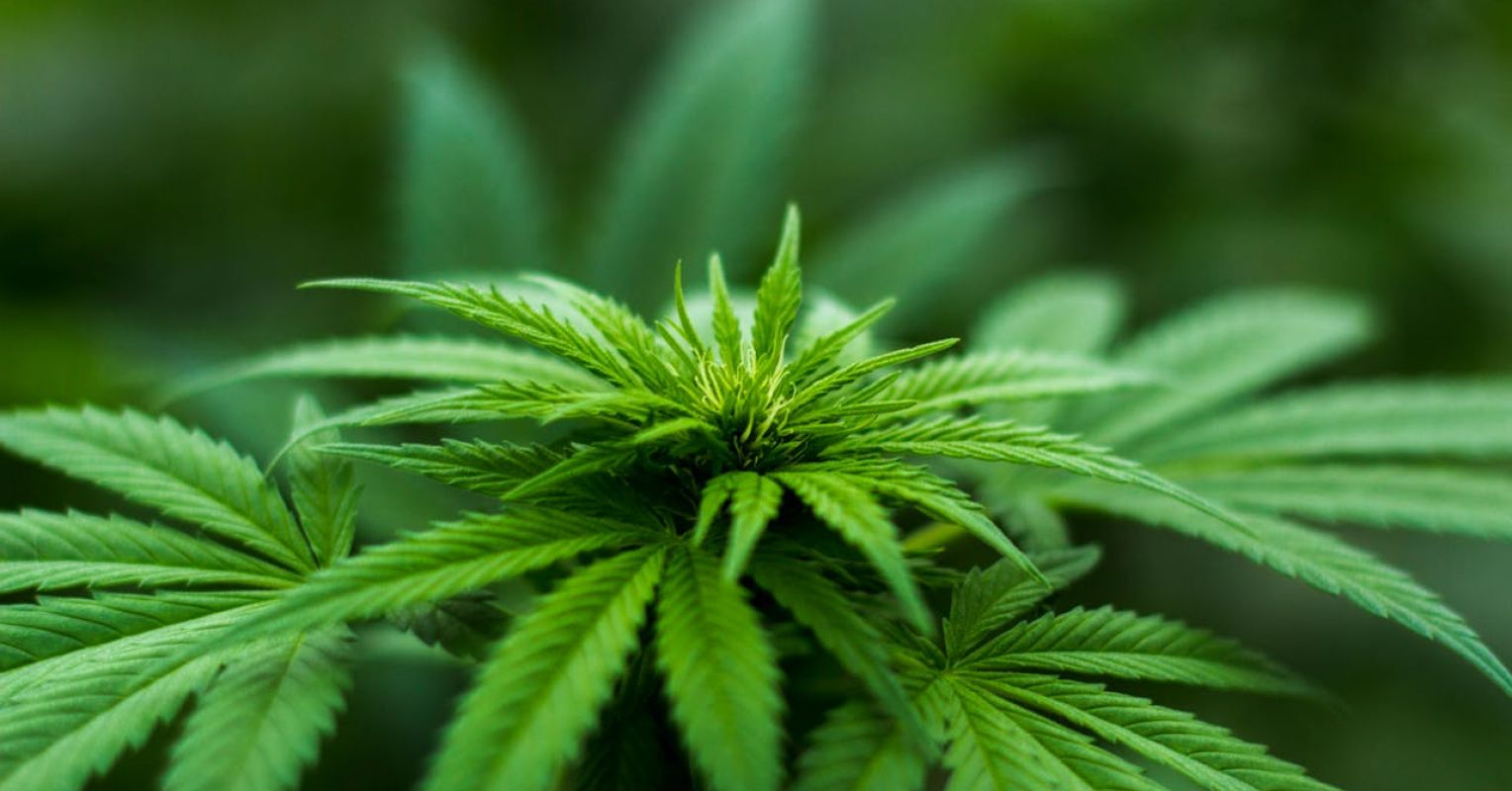 Understanding Cannabis Hyperemesis Syndrome | Psychology Today