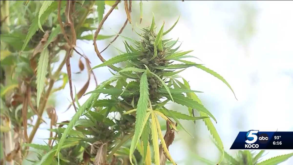 Oklahoma group faces new hurdles in recreational marijuana effort