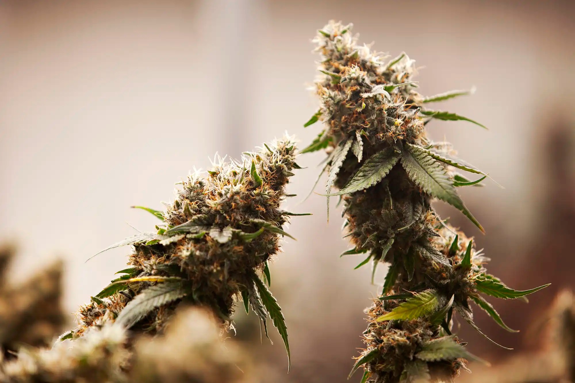 Omaha Tribe of Nebraska legalizes, regulates medical and recreational marijuana
