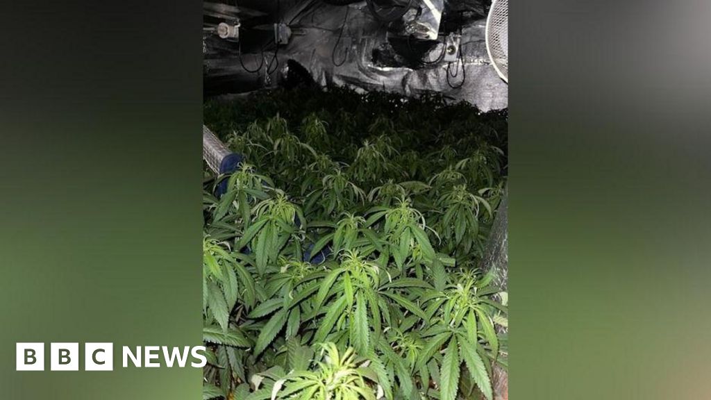 North Shields cannabis farmer caught with £92k plant haul