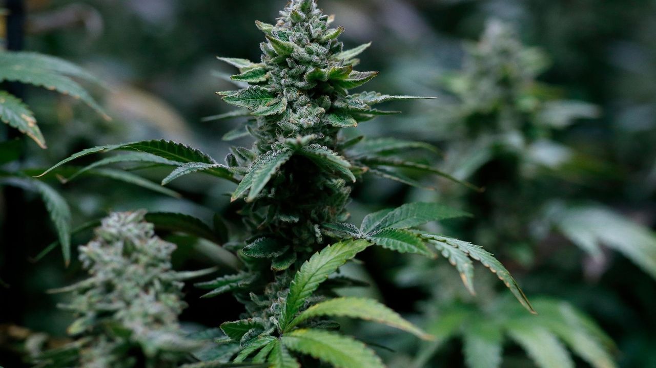 How to grow cannabis in NYS