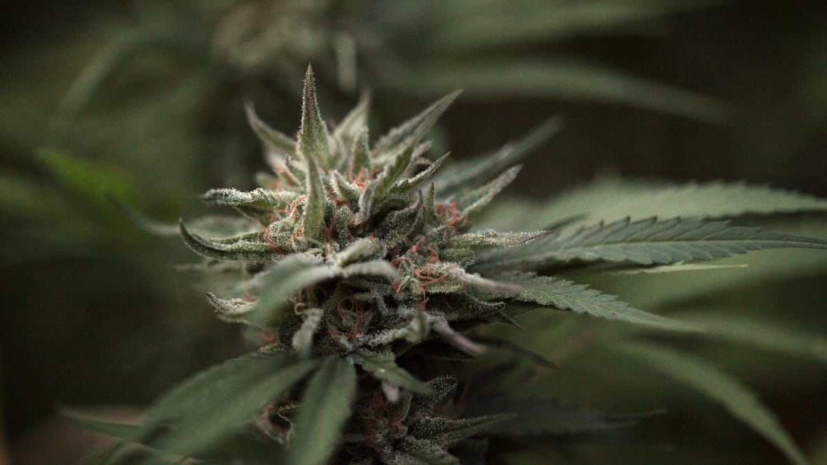 Cannabis testing in Oregon shows inflated THC numbers