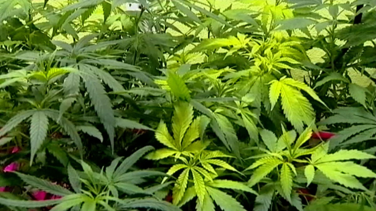 Arizona Attorney General joins national push to make banking easier for cannabis dispensaries