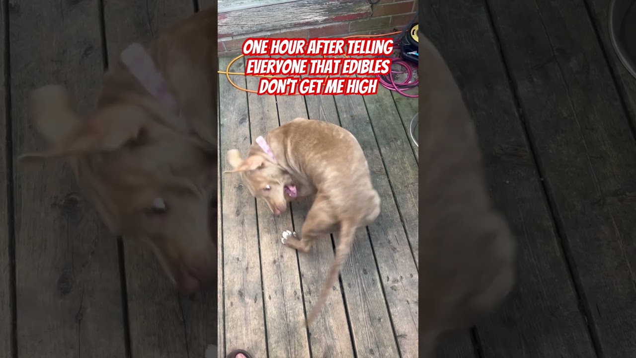Edibles don’t get me high! #edibles #high #dog #puppy #tail #weed #butter #bender #cuteanimals #joke