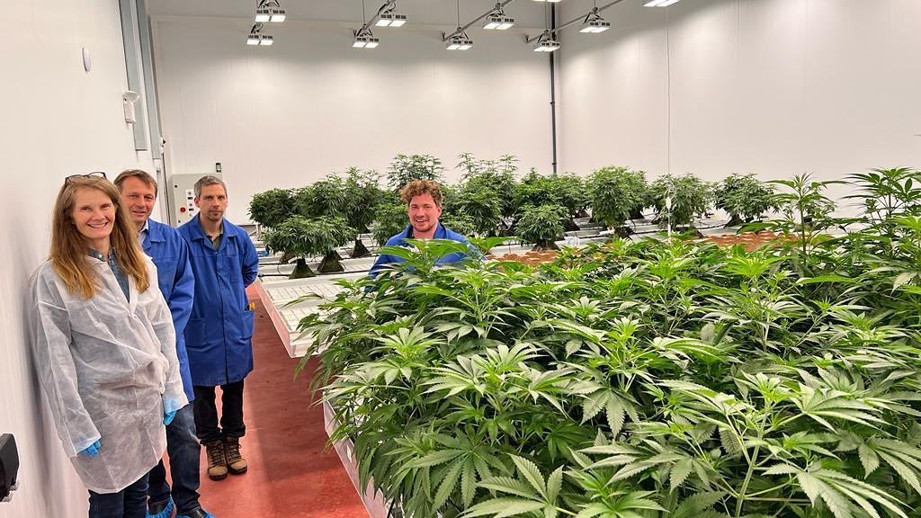 Tiny medicinal cannabis group Ananda inspired by $7bn trailblazer