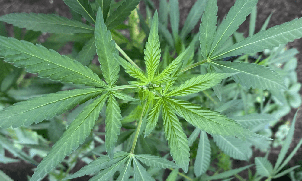 Governor-Created North Carolina Marijuana Council Seeks Public Comment Ahead Of First Meeting This Week